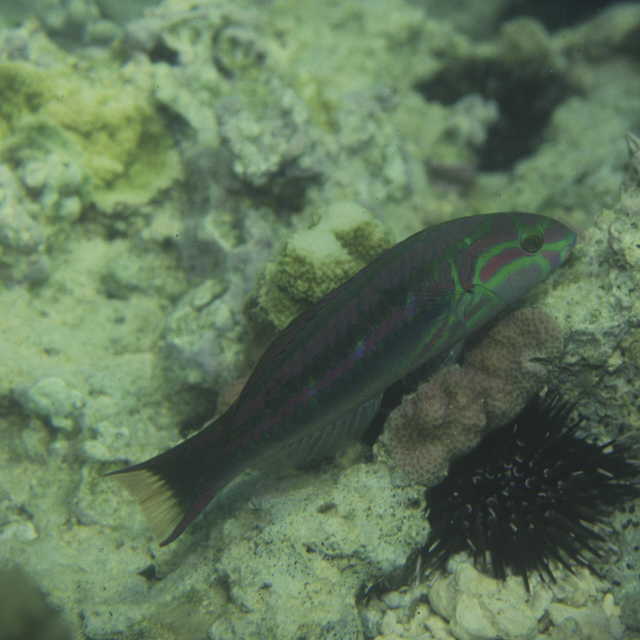 Thalassoma quinquevittatum